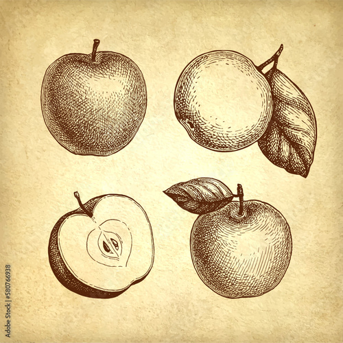 Apples set ink sketch.