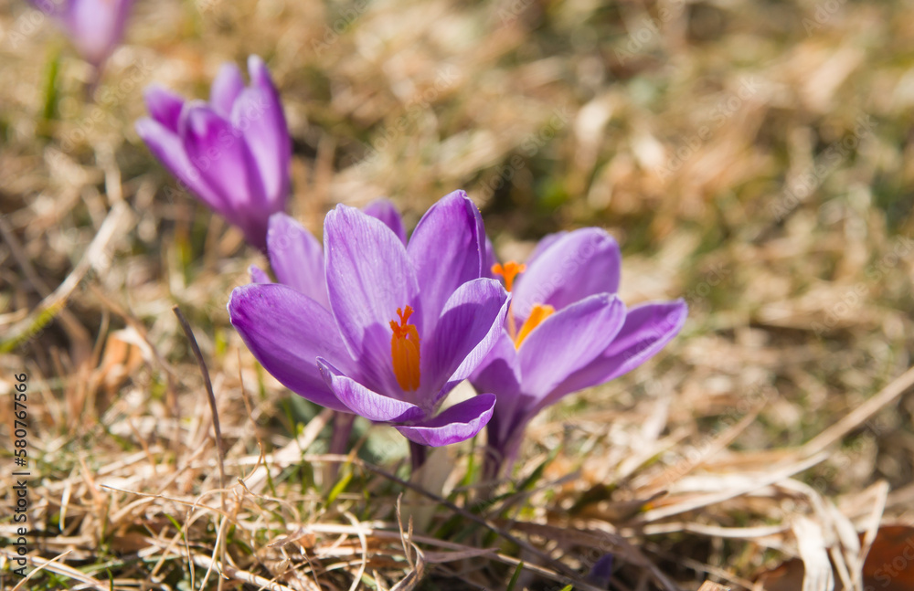 Close up of wild flowers: crocus vernus in the Sibillini national park, Italy Close up of wild flowers: crocus vernus in the Sibillini national park, Italy