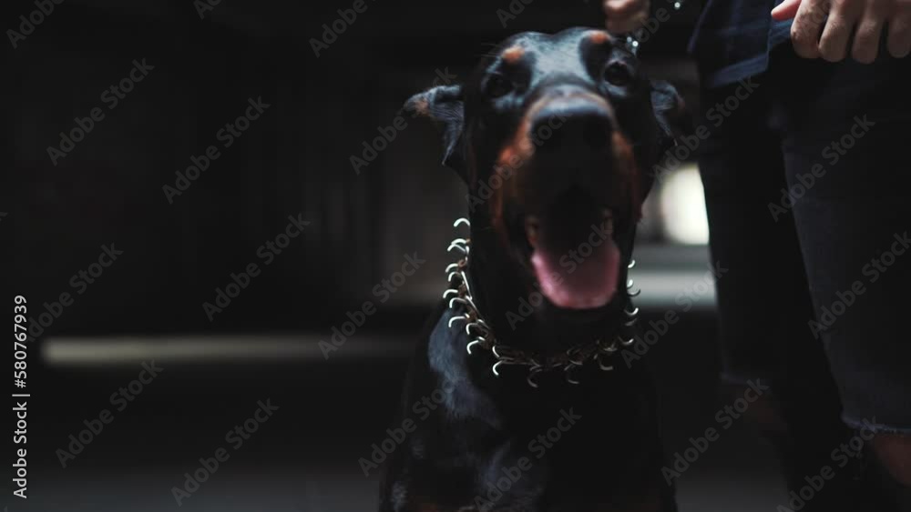 Beautiful doberman dog in urban environment Beautiful doberman dog in urban environment
