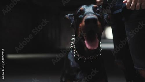 Beautiful doberman dog in urban environment