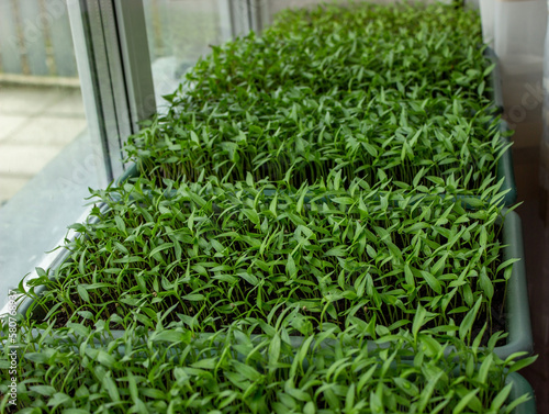 Pepper seedlings in a tray, growing seedlings, close-up.