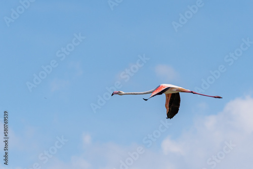 flamingo flying in the sky