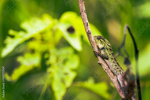 Photo of a Garden Lizard perched on a tree trunk.