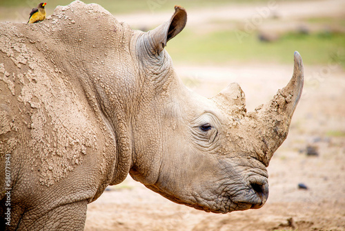 White Rhinos grazing in Kenya