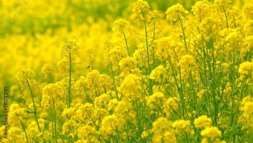 菜の花と蜜蜂