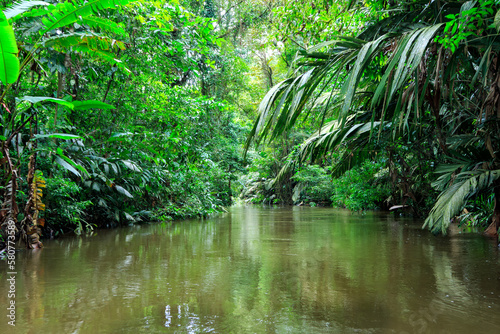 Beautiful lush green tropical forest jungle scenery seen from a boat in Tortuguero National Park in Costa Rica