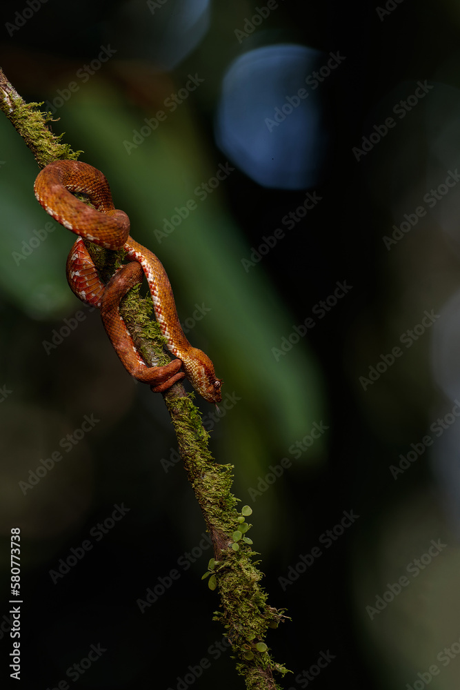Central American Tree Boa, Corallus annulatus, also known as common tree boa, Trinidad tree boa or tree boa hanging on a branch in the forest in Costa Rica Central American Tree Boa, Corallus annulatus, also known as common tree boa, Trinidad tree boa or tree boa hanging on a branch in the forest in Costa Rica
