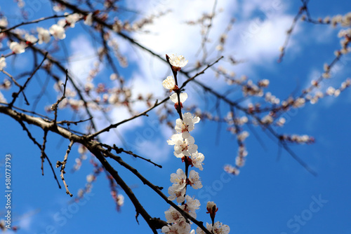 cherry blossom in spring on the sky