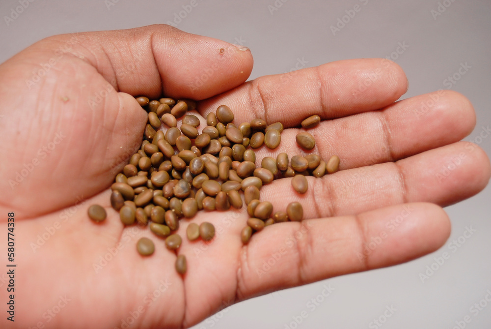 Huizache seed from southern Mexico to reforest Huizache seed from southern Mexico to reforest