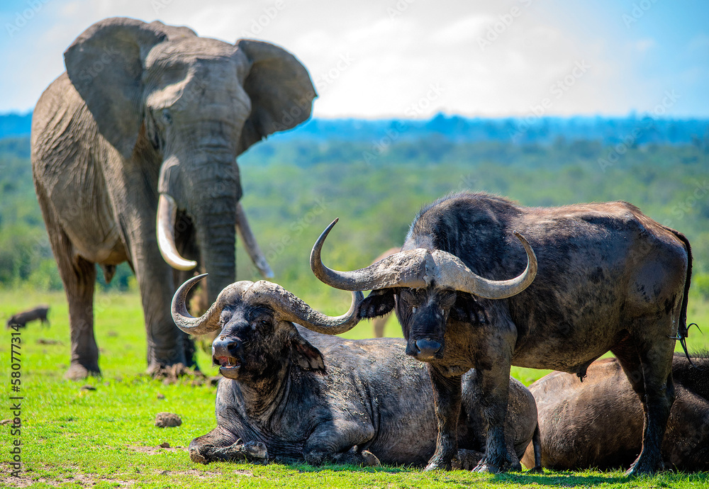 Fototapeta premium African Elephant and Cape Buffalo compete for space on the plains of Africa