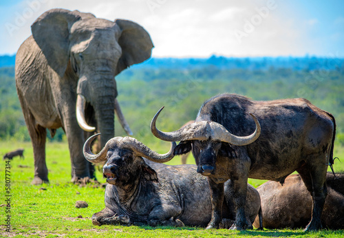 African Elephant and Cape Buffalo compete for space on the plains of Africa