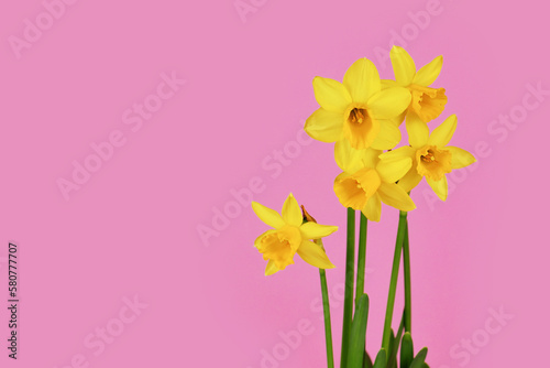 Yellow Narcissus Clamineus 'Tete a Tete' spring flowers on pink background with copy space photo
