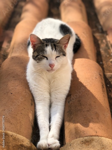 cat on the roof