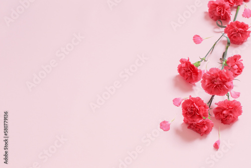 pink carnation flowers on pink background