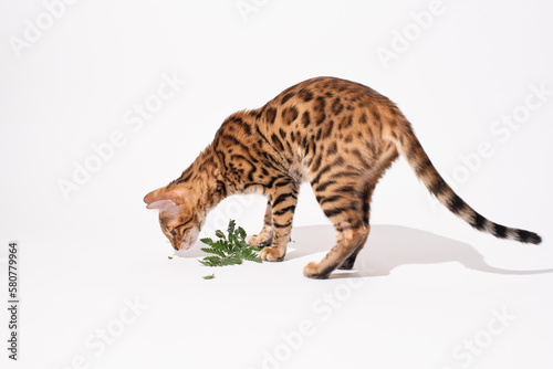 Studio shoot bengal kitten plays with green leaf on white background
