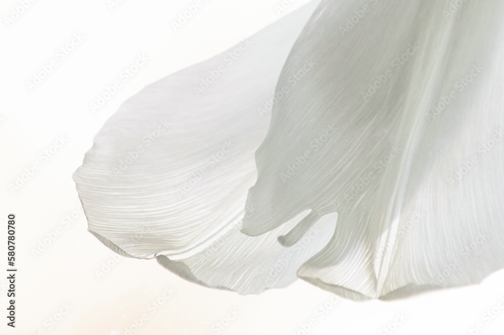 Soft focus shot of white tulip petals on white background