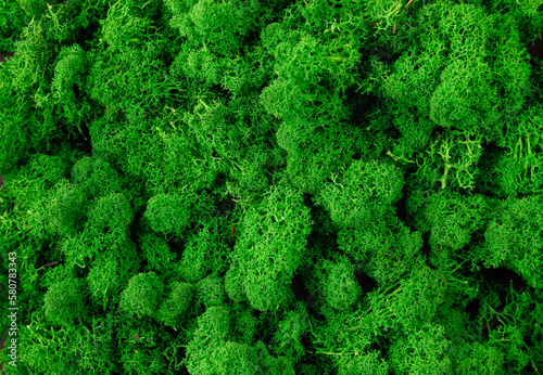 Fresh green moss background (ID: 580783343)