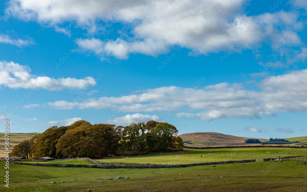 Fototapeta premium Trees landscape hills horizon sky