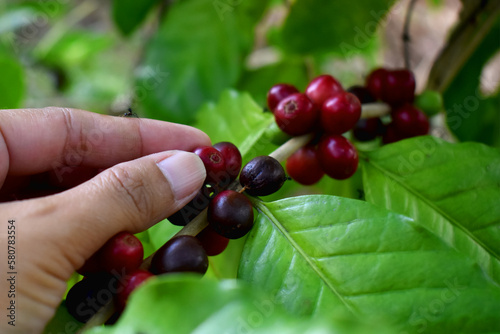 Close-up of human hand harvest coffee bean ripe Red berries plant fresh seed coffee tree. Organic Arabica coffee growing in the plantation at Countryside of Thailand