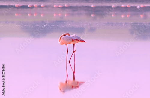 Pink flamingos on the salt lake of Cyprus