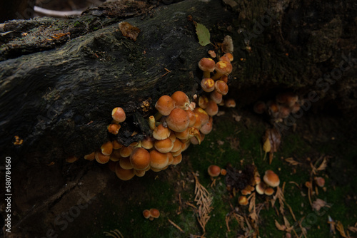 mushrooms on the tree’s trunk