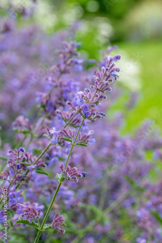 Nepeta 'Walker's Low'