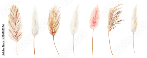 Cuadro en lienzo Hand painted watercolor dry palm leaves, cotton flowers, pampas grass and poppies on white background
