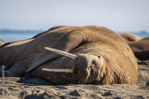 Single walrus sleeping.