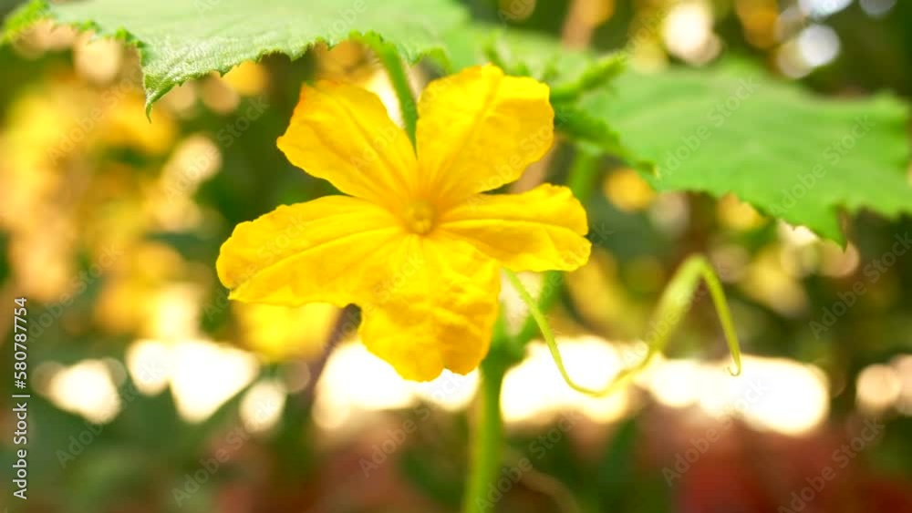 A cucumber flower swaying in the wind