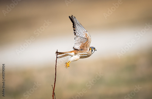 Bild auf Leinwand An american kestrel in flight