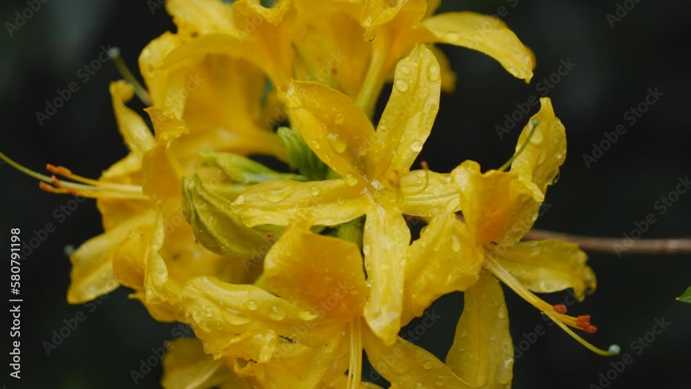 A close up view of yellow Azalea flowers covered in rain droplets. A close up view of yellow Azalea flowers covered in rain droplets.