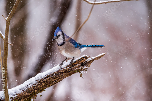 Blue Jay In Snow © Gerard
