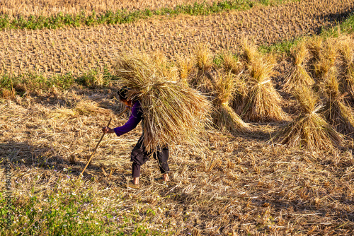 Northern Vietnam, country people harvesting and transportating rice plants photo