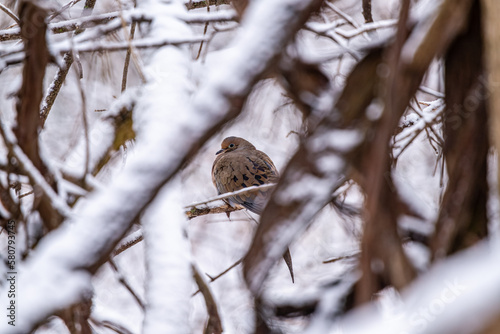 Mourning Dove bird in the snow
