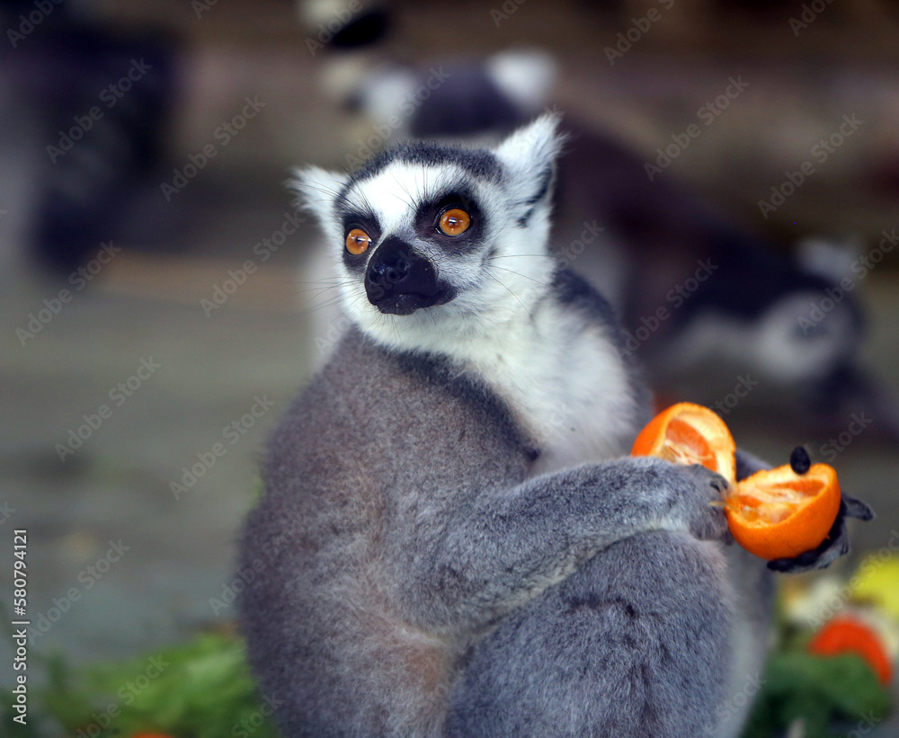 Obraz premium Photos of funny lemurs