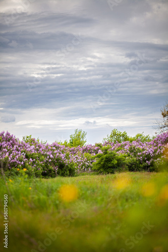 Lilac bushes against the blue sky