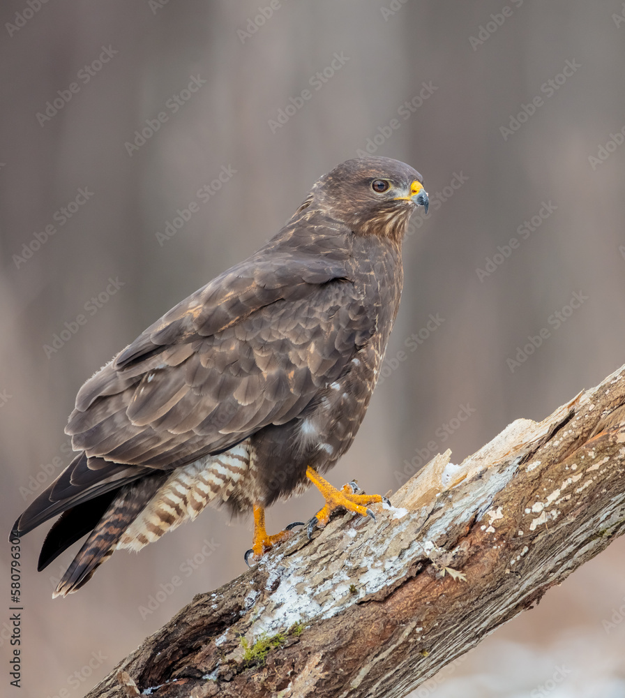 Common Buzzard in early spring at a wet forest Common Buzzard in early spring at a wet forest