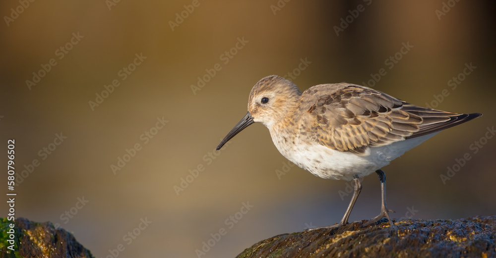 Dunlin - young bird at a seashore on the autumn migration way Dunlin - young bird at a seashore on the autumn migration way