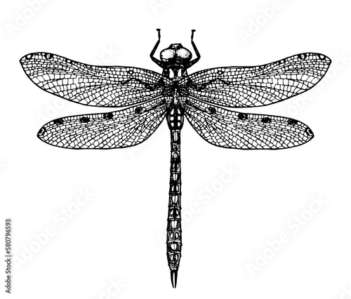 Dragonfly sketch. Hand-drawn vector illustration. Vintage drawing.