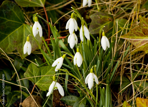 Gentle white snowdrop flowers close up.