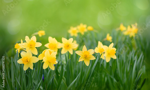 Yellow narcissus flowers growth in garden