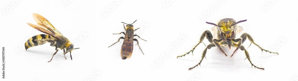 hairy footed scoliid wasp - Dielis pilipes - isolated on white background. 3 views hairy footed scoliid wasp - Dielis pilipes - isolated on white background. 3 views