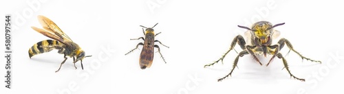 hairy footed scoliid wasp - Dielis pilipes - isolated on white background. 3 views