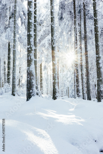 Verschneiter Nadelwald, Taunus, Deutschland, Sonnenstrahlen