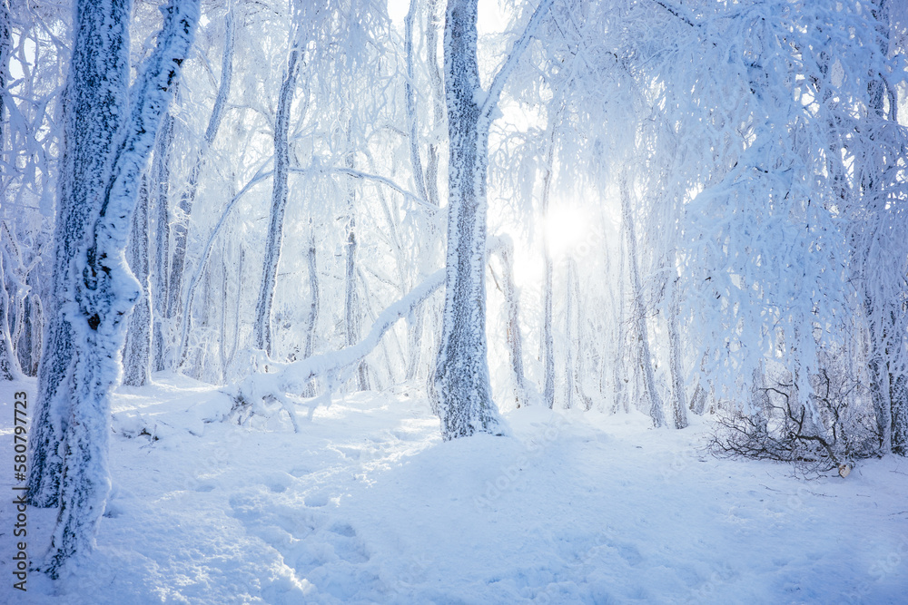 Verschneiter Wald im Gegenlicht, Taunus, Deutschland Verschneiter Wald im Gegenlicht, Taunus, Deutschland