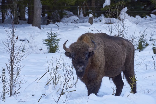 European bison - Bison bonasus in natural habitat