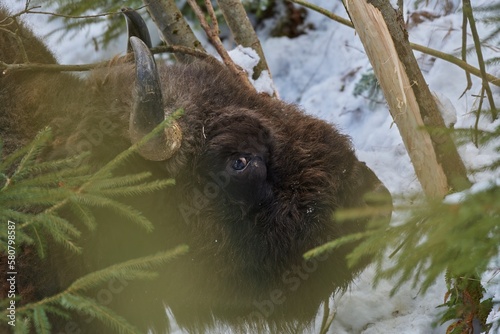 European bison - Bison bonasus in natural habitat feeding