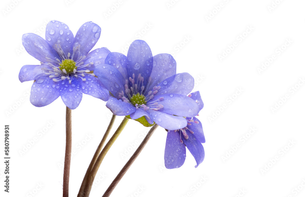 Obraz premium Hepatica nobilis isolated