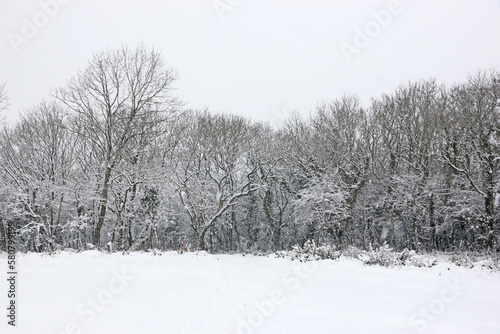 Wallpaper Mural Field and Trees in the snow after a winter storm	 Torontodigital.ca