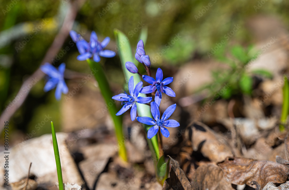 Scilla flower - first Spring flower in the forest